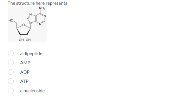 The structure here represents
NH₂
HO.
OH OH
a dipeptide
AMP
ADP
ATP
a nucleoside