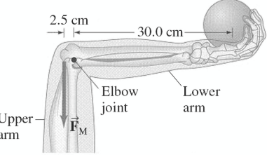 2.5 cm
30.0 cm-
Elbow
Lower
joint
FM
arm
Upper -
arm
