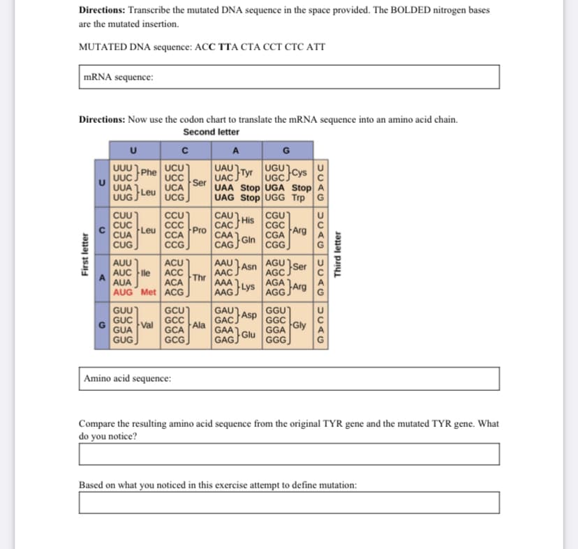 Directions: Transcribe the mutated DNA sequence in the space provided. The BOLDED nitrogen bases
are the mutated insertion.
MUTATED DNA sequence: ACC TTA СТА ССТ СТС АТT
MRNA sequence:
Directions: Now use the codon chart to translate the mRNA sequence into an amino acid chain.
Second letter
A
G
UUU
UUC
UUA
UUG
UAUTyr
UAC.
UAA Stop UGA Stop
UAG Stop UGG Trp G
UCU)
UGU
Phe
UCC
UCA
UGCCYS
Ser
Leu
UCG
CUU
CUC
CỦA
CUG
CCU)
C
CCA
CG,
CAU
CAC,
CAA GIn
CAGJ
CGU
His
CGC
Arg
Leu
Pro
CGA
CG
AAU
AUU
AUC Fle
AUA
AUG Met ACG
ACU
ACC
ACA
AGU
Asn
AAC
AGC Ser
AGA Arg
Thr
AAA
AAG Lys
GAUASP
GACS
GAA
GAG,
AGG
GCU
GCC
GCA
GCG
GUU
GGU
GUC
Val
GUA
GGC
GGA
Gly
GGG
Ala
A
GUG
Glu
G
Amino acid sequence:
Compare the resulting amino acid sequence from the original TYR gene and the mutated TYR gene. What
do you notice?
Based on what you noticed in this exercise attempt to define mutation:
First letter
5UAG
DUAG
Third letter
