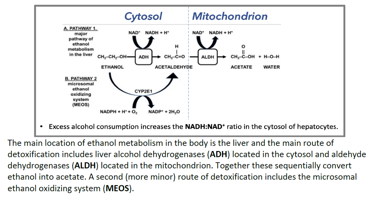 Cytosol
Mitochondrion
A. PATHWAY 1.
major
pathway of
ethanol
NAD* NADH + H*
NAD* NADH + H*
H
metabolism
in the liver сн, -сн, он— АDH сн, сно
сн, с-он + н-о-н
ALDH
ETHANOL
ACETALDEHYDE
АСЕТАTE
WATER
B. PATHWAY 2
microsomal
ethanol
CYP2E1
oxidizing
system
(МEOS)
NADPH + H* + O2
NADP* + 2H,O
Excess alcohol consumption increases the NADH:NAD* ratio in the cytosol of hepatocytes.
The main location of ethanol metabolism in the body is the liver and the main route of
detoxification includes liver alcohol dehydrogenases (ADH) located in the cytosol and aldehyde
dehydrogenases (ALDH) located in the mitochondrion. Together these sequentially convert
ethanol into acetate. A second (more minor) route of detoxification includes the microsomal
ethanol oxidizing system (MEOS).
