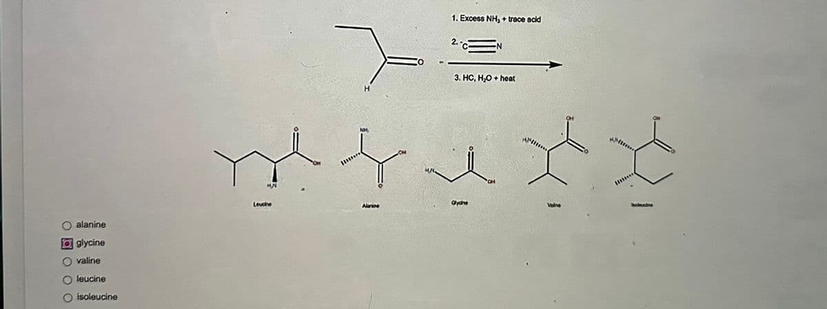 O alanine
glycine
Ovaline
Oleucine
O isoleucine
HN
Leucine
Alanine
1. Excess NH,+ trace acid
3. HC, H₂O + heat
Glyche
Alm
Mis
holmaine