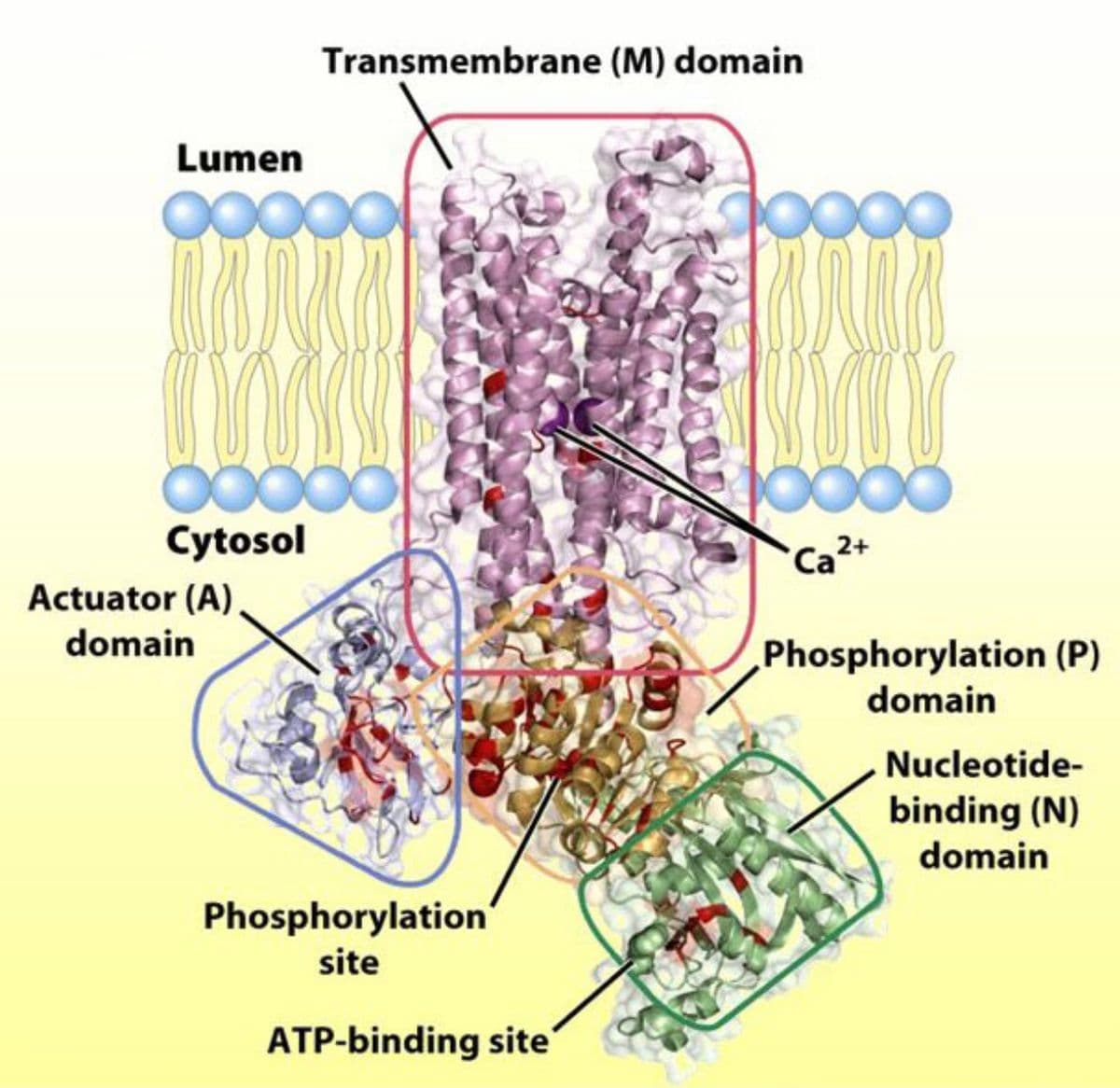 Transmembrane (M) domain
Lumen
Cytosol
Ca2+
Actuator (A)
domain
Phosphorylation (P)
domain
Nucleotide-
binding (N)
domain
Phosphorylation'
site
ATP-binding site'
