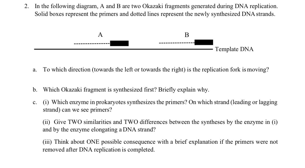 2. In the following diagram, A and B are two Okazaki fragments generated during DNA replication.
Solid boxes represent the primers and dotted lines represent the newly synthesized DNA strands.
A
В
Template DNA
To which direction (towards the left or towards the right) is the replication fork is moving?
a.
b. Which Okazaki fragment is synthesized first? Briefly explain why.
(i) Which enzyme in prokaryotes synthesizes the primers? On which strand (leading or lagging
strand) can we see primers?
с.
(ii) Give TWO similarities and TwO differences between the syntheses by the enzyme in (i)
and by the enzyme elongating a DNA strand?
(iii) Think about ONE possible consequence with a brief explanation if the primers were not
removed after DNA replication is completed.
