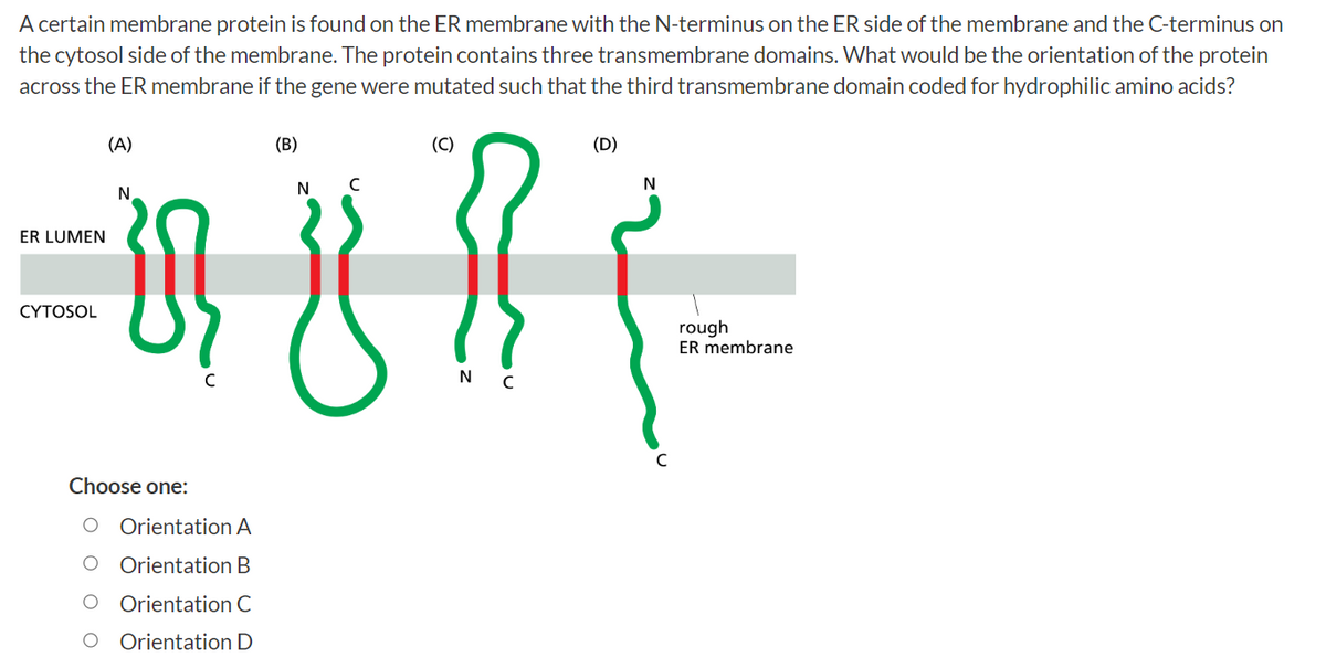 A certain membrane protein is found on the ER membrane with the N-terminus on the ER side of the membrane and the C-terminus on
the cytosol side of the membrane. The protein contains three transmembrane domains. What would be the orientation of the protein
across the ER membrane if the gene were mutated such that the third transmembrane domain coded for hydrophilic amino acids?
(B)
(D)
N
с
N
N
=481 (-
rough
ER membrane
C
ER LUMEN
CYTOSOL
(A)
Choose one:
Orientation A
Orientation B
Orientation C
O Orientation D
(C)
N C