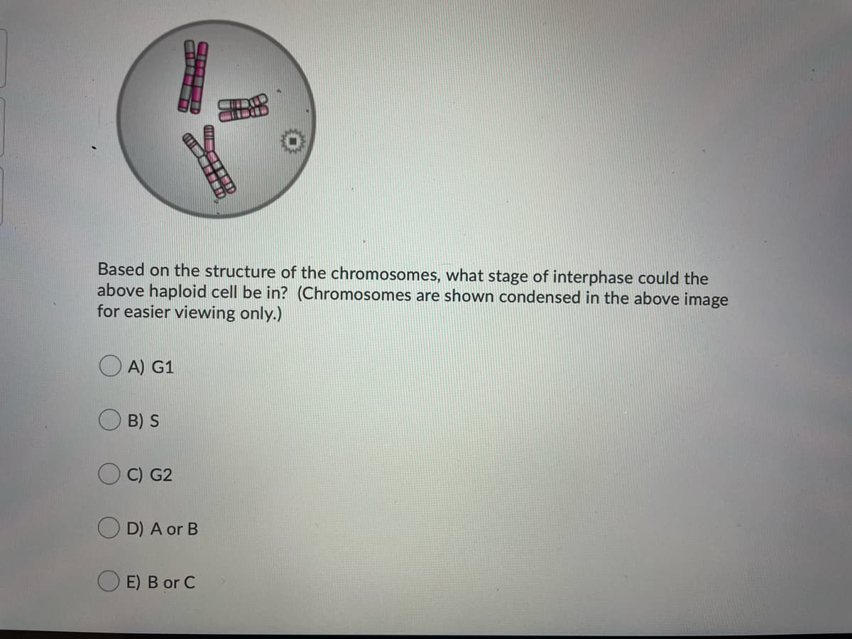 Based on the structure of the chromosomes, what stage of interphase could the
above haploid cell be in? (Chromosomes are shown condensed in the above image
for easier viewing only.)
A) G1
B) S
C) G2
D) A or B
E) B or C

