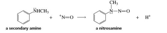 CH3
NHCH3
N-N=0
*N=0
H*
a secondary amine
a nitrosamine
