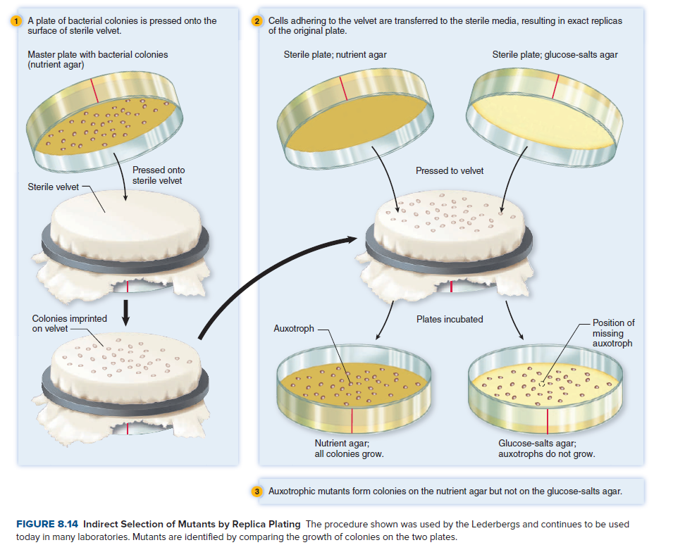 1 A plate of bacterial colonies is pressed onto the
surface of sterile velvet.
2 Cells adhering to the velvet are transferred to the sterile media, resulting in exact replicas
of the original plate.
Master plate with bacterial colonies
(nutrient agar)
Sterile plate; nutrient agar
Sterile plate; glucose-salts agar
Pressed onto
sterile velvet
Pressed to velvet
Sterile velvet -
Colonies imprinted
on velvet -
Plates incubated
- Position of
missing
auxotroph
Auxotroph -
Nutrient agar;
all colonies grow.
Glucose-salts agar;
auxotrophs do not grow.
3 Auxotrophic mutants form colonies on the nutrient agar but not on the glucose-salts agar.
FIGURE 8.14 Indirect Selection of Mutants by Replica Plating The procedure shown was used by the Lederbergs and continues to be used
today in many laboratories. Mutants are identified by comparing the growth of colonies on the two plates.

