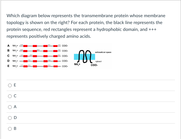 Which diagram below represents the transmembrane protein whose membrane
topology is shown on the right? For each protein, the black line represents the
protein sequence, red rectangles represent a hydrophobic domain, and +++
represents positively charged amino acids.
A NH,+
соо-
B NH+
Co-
axtraceluiar space
C NH,
Co0-
D NH,
- CO0-
cytosol
NH,+
Coo-
E NH,
Co-
A
B.
