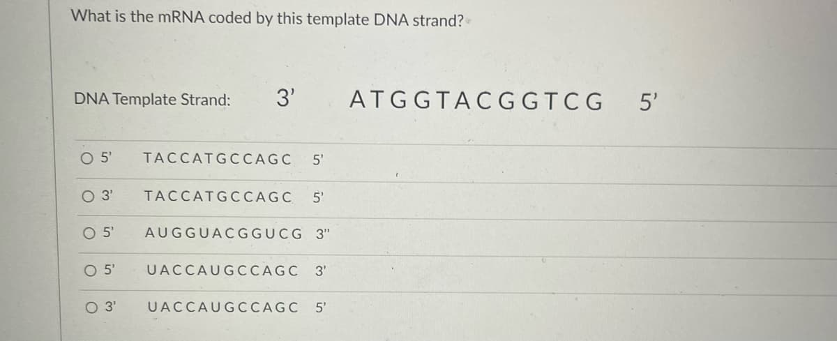 What is the mRNA coded by this template DNA strand? -
DNA Template Strand:
3'
ATGGTACGGTCG
5'
TACCATGCCAGC
5'
O 3'
TACCATGCCAGC
5'
O5'
AUGGUACGGUCG 3"
O5'
UACCAUGCCAGC
3'
UACCAUGCCAGC
5'
