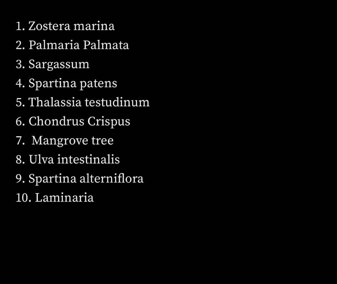 1. Zostera marina
2. Palmaria Palmata
3. Sargassum
4. Spartina patens
5. Thalassia testudinum
6. Chondrus Crispus
7. Mangrove tree
8. Ulva intestinalis
9. Spartina alterniflora
10. Laminaria
