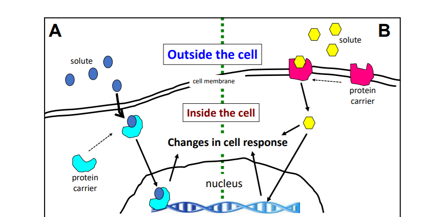 A
B
solute
solute
Outside the cell
cell membrane
protein
carrier
Inside the cell
Changes in cell response
---------
protein
carrier
nucleus
