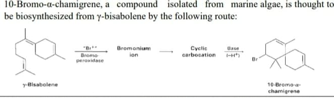 10-Bromo-a-chamigrene, a compound isolated from marine algae, is thought to
be biosynthesized from y-bisabolene by the following route:
"Br*
Bromonium
Cyclic
carbocation -H*)
Base
ion
Bromo
peroxidase
Br
y-Bisabolene
10-Bromo-a-
chamigrene
