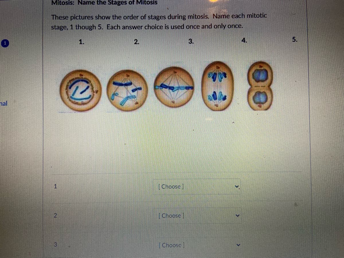 Mitosis: Name the Stages of Mitosis
These pictures show the order of stages during mitosis. Name each mitotic
stage, 1 though 5. Each answer choice is used once and only once.
1.
2.
3.
4.
5.
nal
[Choose]
2
[Choose]
3.
[Choose]
