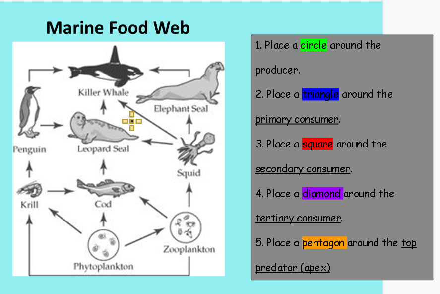 Marine Food Web
1. Place a circle around the
producer.
Killer Whale
2. Place a triangle around the
Elephant Seal
primary consumer.
3. Place a square around the
Penguin
Leopard Seal
Squid
se condary consuimer.
4. Place a diamond around the
Krill
Cod
tertiary consuImer.
5. Place a pentagon around the tap
Zooplankton
Phytoplankton
predator (apex)

