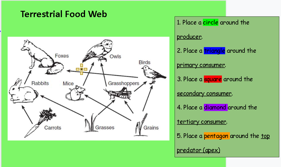 Terrestrial Food Web
1. Place a circle around the
producer.
2. Place a triangle around the
Foxes
Owls
Birds
primary consLImer.
3. Place a square around the
Rabbits
Mice
Grasshoppers
secondary consumer.
4. Place a diamond around the
tertiary consumer.
Carrots
Grasses
Grains
5. Place a pentagon around the top
predator (apex)
