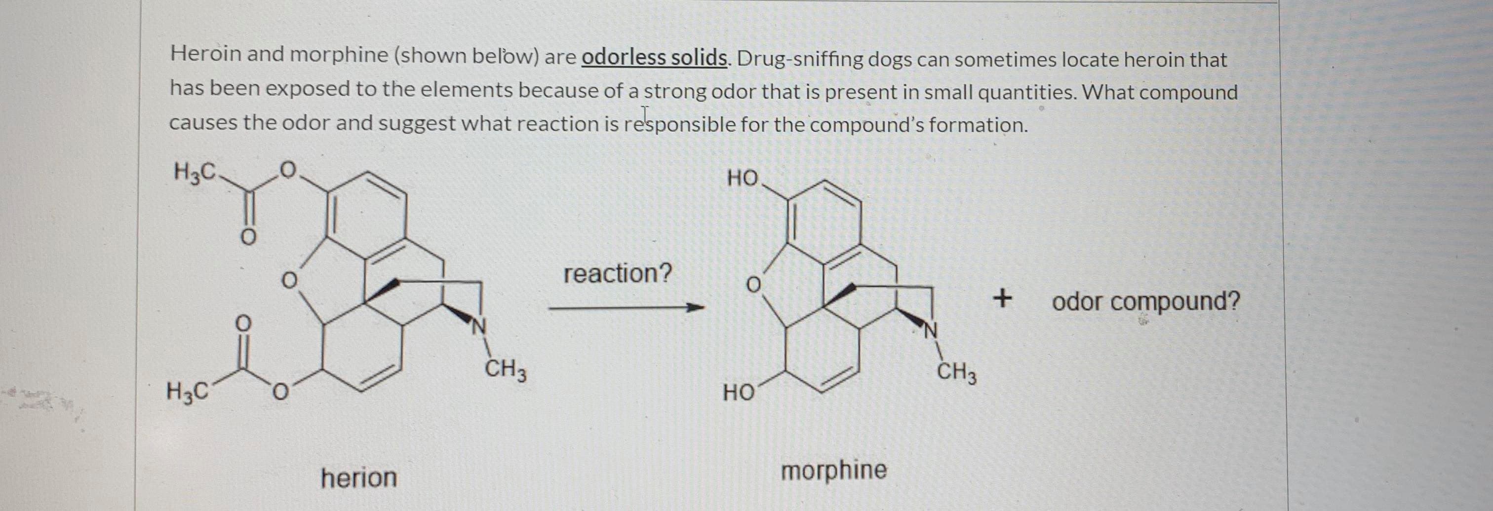 Heroin and morphine (shown below) are odorless solids. Drug-sniffing dogs can sometimes locate heroin that
has been exposed to the elements because of a strong odor that is present in small quantities. What compound
causes the odor and suggest what reaction is responsible for the compound's formation.
H3C.
но
reaction?
odor compound?
'N.
CHз
CHз
H3C
но
herion
morphine
