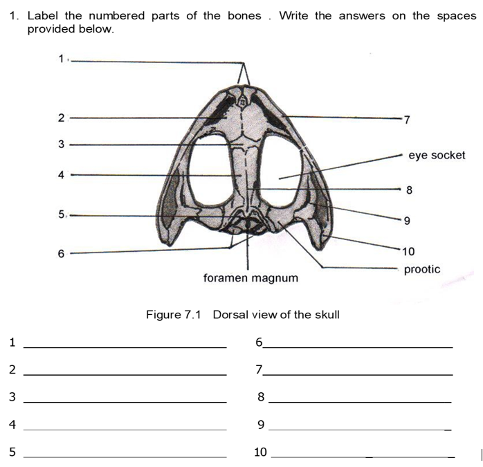1. Label the numbered parts of the bones . Write the answers on the spaces
provided below.
2
7
3
eye socket
8
5.-
10
prootic
foramen magnum
Figure 7.1 Dorsal view of the skull
1
6.
2
7.
8
4
9.
10
4.
3.
