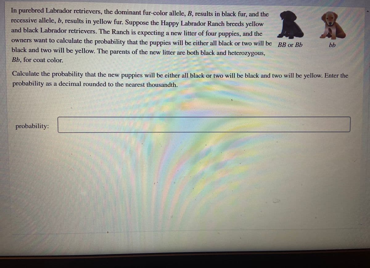 In purebred Labrador retrievers, the dominant fur-color allele, B, results in black fur, and the
recessive allele, b, results in yellow fur. Suppose the Happy Labrador Ranch breeds yellow
and black Labrador retrievers. The Ranch is expecting a new litter of four puppies, and the
owners want to calculate the probability that the puppies will be either all black or two will be BB or Bb
bb
black and two will be yellow. The parents of the new litter are both black and heterozygous,
Bb, for coat color.
Calculate the probability that the new puppies will be either all black or two will be black and two will be yellow. Enter the
probability as a decimal rounded to the nearest thousandth.
probability:
