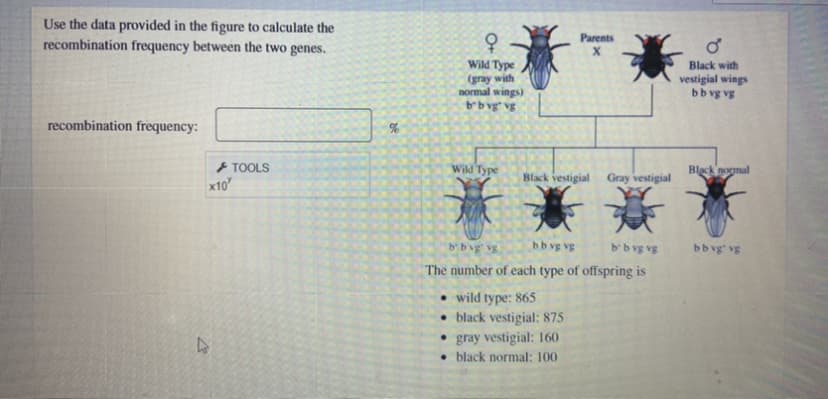 Use the data provided in the figure to calculate the
recombination frequency between the two genes.
Parents
Wild Type
(gray with
normal wings)
bb vg* vg
Black with
vestigial wings
bb vg vg
recombination frequency:
%
+ TOOLS
x10
Wild Type
Black nogmal
Black vestigial
Gray vestigial
b'bvg vg
bb vg vg
bb vg vg
bb vg vg
The number of each type of offspring is
• wild type: 865
• black vestigial: 875
• gray vestigial: 160
• black normal: 100
