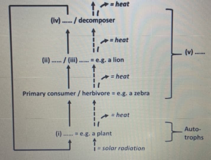 -heat
./ decomposer
= heat
(v)
.*****
(ii) . / (i)
= e.g. a lion
%3!
A= heat
Primary consumer/ herbivore e.g. a zebra
= heat
Auto-
(i).
= e.g. a plant
trophs
i= solar radiation
