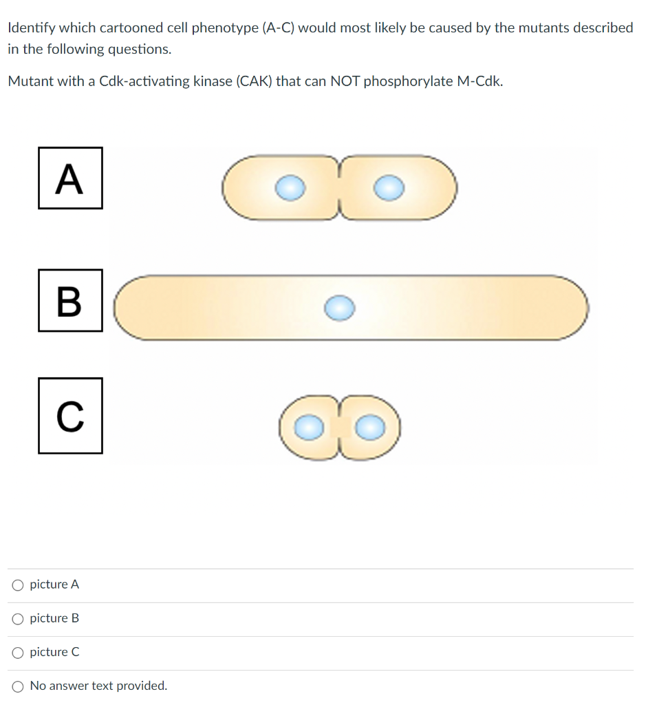 Identify which cartooned cell phenotype (A-C) would most likely be caused by the mutants described
in the following questions.
Mutant with a Cdk-activating kinase (CAK) that can NOT phosphorylate M-Cdk.
A
В
C
O picture A
O picture B
O picture C
O No answer text provided.
