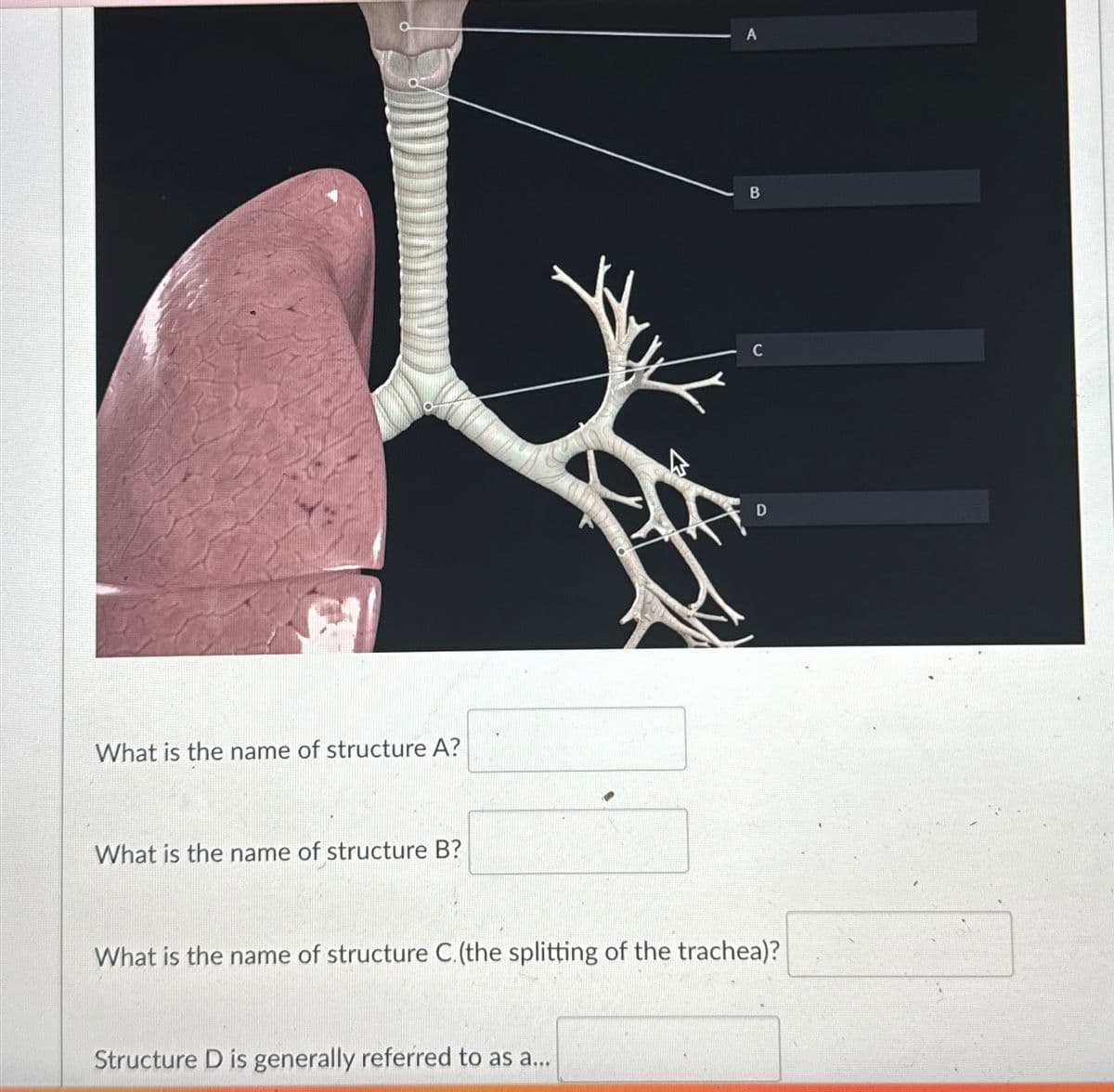 What is the name of structure A?
What is the name of structure B?
A
B
C
D
What is the name of structure C. (the splitting of the trachea)?
Structure D is generally referred to as a...