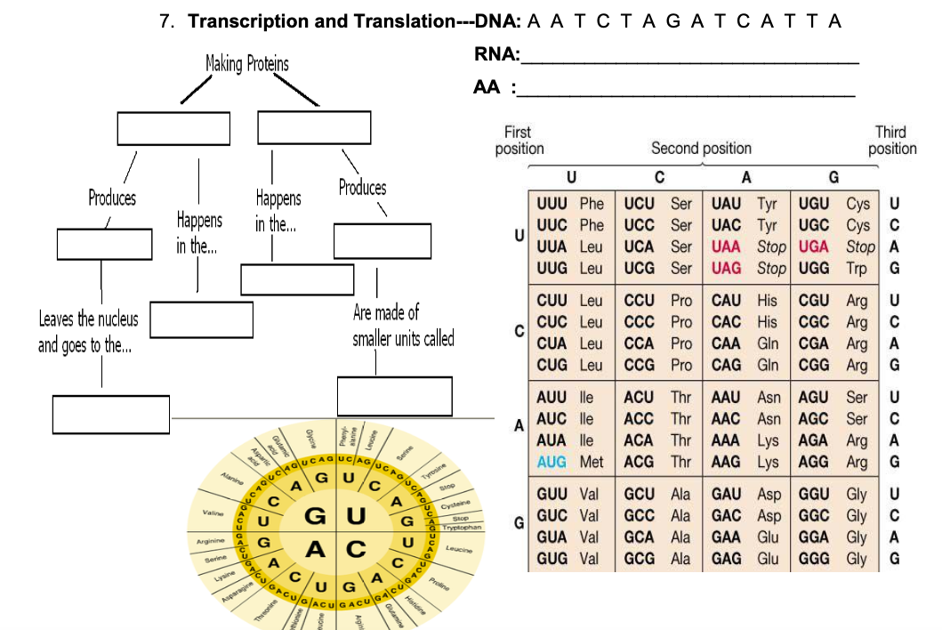 Produces
Leaves the nucleus
and goes to the...
7. Transcription and Translation---DNA: A A TCTAGAT CATTA
Making Proteins
Happens
in the...
Alanine
Valine
Arginine
Serine
Happens
in the...
20601000/10/
Lysine
G
Asparagine
A
Threonine
Produces
с
Are made of
smaller units called
U
с
Serine
AC
P/CU/OPCU/G/ACUGASUGa|0G|OTOG
U
CRO/SC/
U
Tyrosine
Stop
Cysteine
Stop
Tryptophan
Leucine
RNA:
AA:
Proline
First
position
U
Second position
C
A
UUU Phe UCU Ser UAU Tyr
UUC Phe UCC Ser
UUA Leu UCA Ser
UUG Leu UCG Ser
U
C
A
G
CỰU Leu
CUC Leu
CUA Leu
CUG Leu
AUU lle
AUC lle
AUA lle
AUG Met
CCU Pro
CCC Pro
CCA Pro
CCG Pro
ACU Thr
ACC Thr
ACA Thr
ACG Thr
GUU Val
GCU Ala
GUC Val
GCC Ala
GUA Val
GCA Ala
GUG Val GCG Ala
Third
position
G
UGU Cys U
UAC Tyr UGC Cys C
UAA Stop UGA Stop A
UAG Stop UGG Trp G
CAU His
Arg
CGU
CGC Arg
CAC His
CGA
CAA Gin
CAG Gin CGG
Arg
Arg
AAU Asn
AGU
Ser
AAC Asn AGC Ser
AAA Lys AGA Arg
AAG Lys AGG Arg
GAU Asp
GAC Asp GGC
GAA Glu
GGA
GAG Glu
GGU Gly
Gly
Gly
GGG Gly
5CAO
U
с
G
SCAQ
U
с
G
U
SYDC
с
A
G