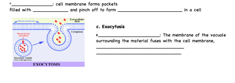 filled with
Plasma membrane
Material for
secretion
Secretory vesicle
_: cell membrane forms pockets
and pinch off to form
EXOCYTOSIS
Extracellular
fluid
Cytoplasm
c. Exocytosis
in a cell
The membrane of the vacuole
surrounding the material fuses with the cell membrane,