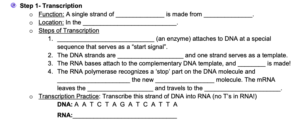 Step 1- Transcription
O O O
Function: A single strand of
Location: In the
Steps of Transcription
1.
is made from
(an enzyme) attaches to DNA at a special
sequence that serves as a "start signal".
2. The DNA strands are
and one strand serves as a template.
is made!
3. The RNA bases attach to the complementary DNA template, and
4. The RNA polymerase recognizes a 'stop' part on the DNA molecule and
molecule. The mRNA
the new
leaves the
and travels to the
o Transcription Practice: Transcribe this strand of DNA into RNA (no T's in RNA!)
DNA: A A TC TAGAT CATTA
RNA: