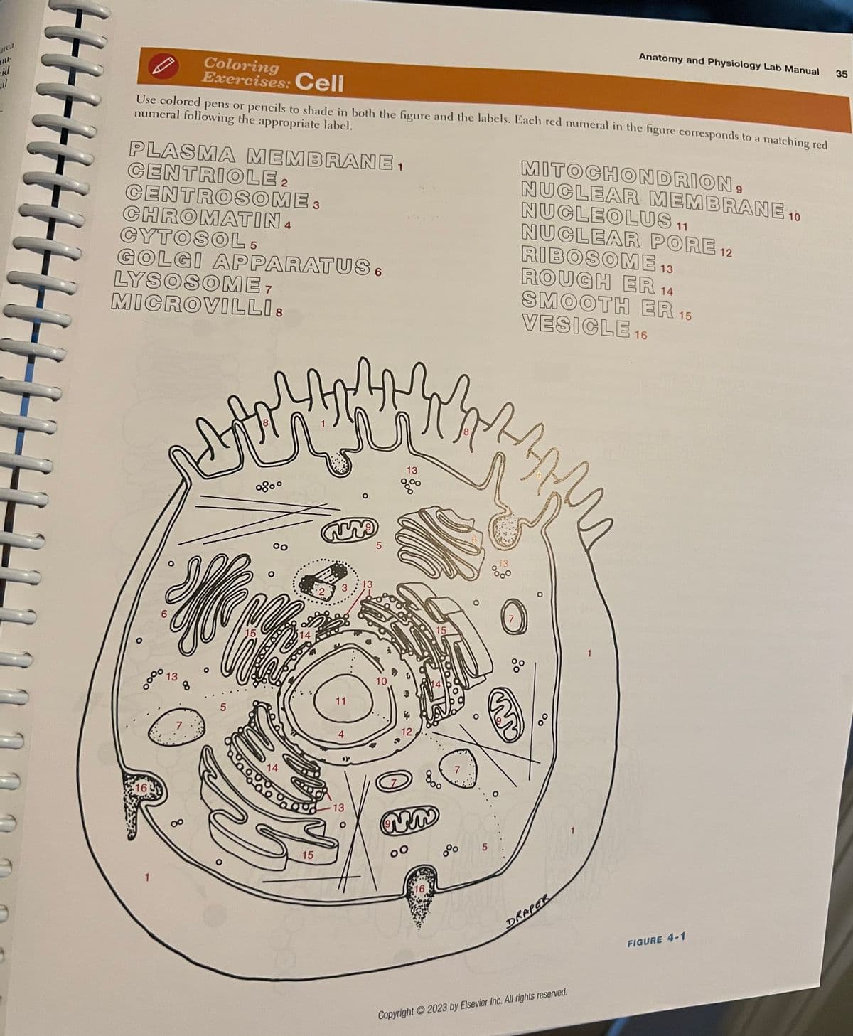 arca
nu-
id
al
HHHHHHHHH
Use colored pens or pencils to shade in both the figure and the labels. Each red numeral in the figure corresponds to a matching red
numeral following the appropriate label.
MITOCHONDRION,
PLASMA MEMBRANE.
CENTRIOLE 2
CENTROSOME 3
CHROMATIN4
CYTOSOL 5
GOLGI APPARATUS.
LYSOSOME 7
MICROVILLIS
16
1
Coloring
Exercises: Cell
DAN
6
°000
13
8
5
0800
15
00
14
15
W
2
11
4
13
13
5
10
13
%
12
00
J
15
8.
16
MAANAN
7
8
5
13
%0°
NUCLEAR MEMBRANE 10
NUCLEOLUS 11
NUCLEAR PORE 12
RIBOSOME 13
ROUGH ER 14
SMOOTH ER 15
VESICLE 16
00
Anatomy and Physiology Lab Manual
DRAPER
и
Copyright © 2023 by Elsevier Inc. All rights reserved.
FIGURE 4-1
35