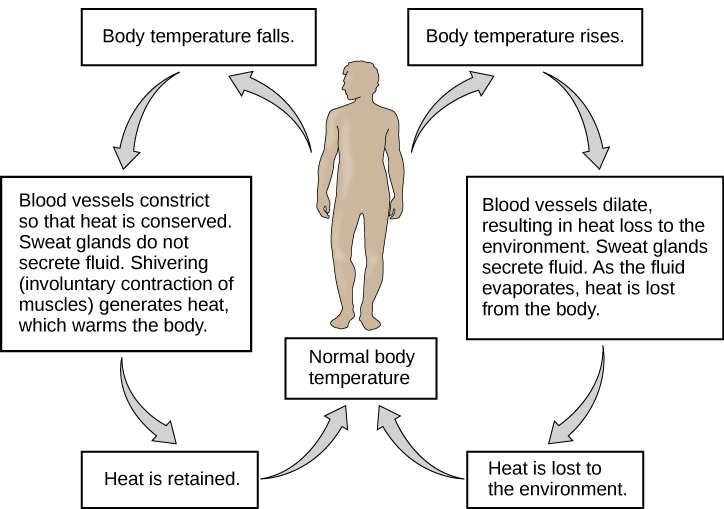 Body temperature falls.
Blood vessels constrict
so that heat is conserved.
Sweat glands do not
secrete fluid. Shivering
(involuntary contraction of
muscles) generates heat,
which warms the body.
Heat is retained.
Normal body
temperature
Body temperature rises.
Blood vessels dilate,
resulting in heat loss to the
environment. Sweat glands
secrete fluid. As the fluid
evaporates, heat is lost
from the body.
Heat is lost to
the environment.
