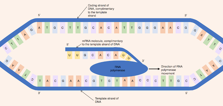 Coding strand of
DNA, complimentary
to the template
5
strand
3'
A T
C T
T G CA C A
GA A CG
G
T
G
G
G
A
A.
T.
MRNA molecule, complimentary
to the template strand of DNA
5'
U
3'
RNA
Direction of RNA
A.
polymerase
polymerase
movement
TAC G A A C G T G T
A
A
G
3
5'
Template strand of
DNA
in
