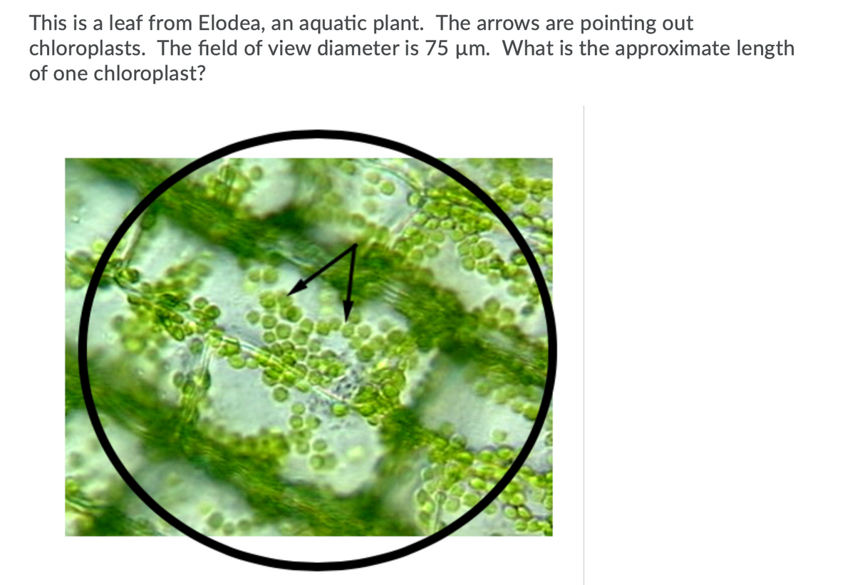 This is a leaf from Elodea, an aquatic plant. The arrows are pointing out
chloroplasts. The field of view diameter is 75 µm. What is the approximate length
of one chloroplast?
