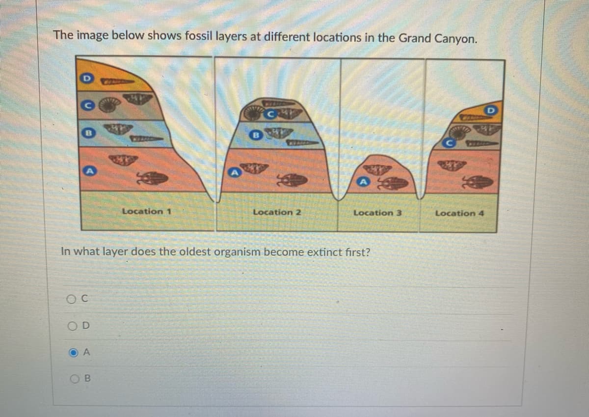 The image below shows fossil layers at different locations in the Grand Canyon.
Location 1
Location 2
Location 3
Location 4
In what layer does the oldest organism become extinct first?
OD
O A
O B
