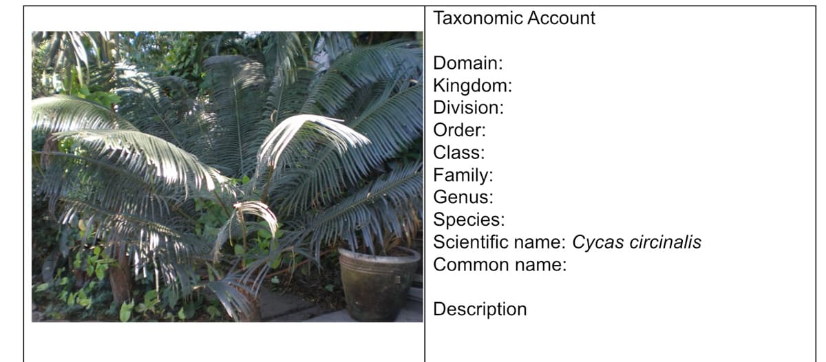 Taxonomic Account
Domain:
Kingdom:
Division:
Order:
Class:
Family:
Genus:
Species:
Scientific name: Cycas circinalis
Common name:
Description
