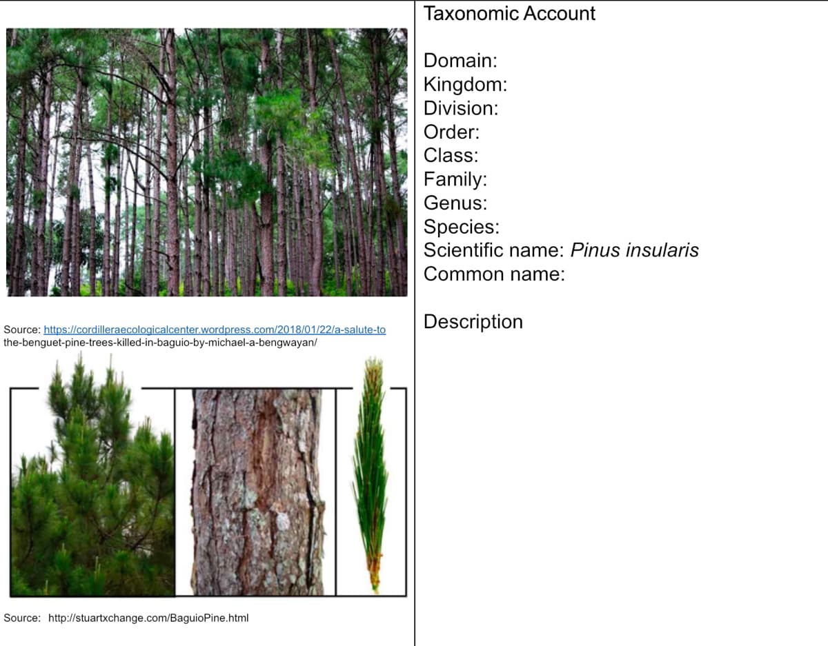 Taxonomic Account
Domain:
Kingdom:
Division:
Order:
Class:
Family:
Genus:
Species:
Scientific name: Pinus insularis
Common name:
Description
Source: https://cordilleraecologicalcenter.wordpress.com/2018/01/22/a-salute-to
the-benguet-pine-trees-killed-in-baguio-by-michael-a-bengwayan/
Source: http://stuartxchange.com/BaguioPine.html
