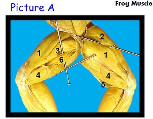 Picture A
Frog Muscle
1
3
1
4
