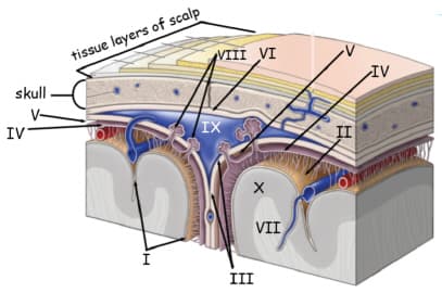 tissue layers of scalp
VIII VI
IV
skull
V-
IV
IX
VII
I
III

