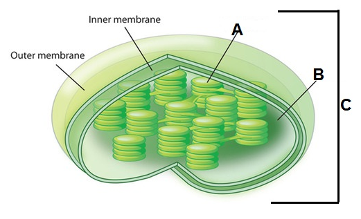 Inner membrane
A
Outer membrane
B
