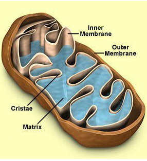 Inner
-Membrane
Outer
-Membrane
Cristáe
Matrix
