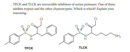. TPCK and TLCK are irreversible inhibitors of serine proteases. One of these
inhibits trypsin and the other chymotrypsin. Which is which? Explain your
reasoning.
"NH,
H.
ТРСК
TLCK
