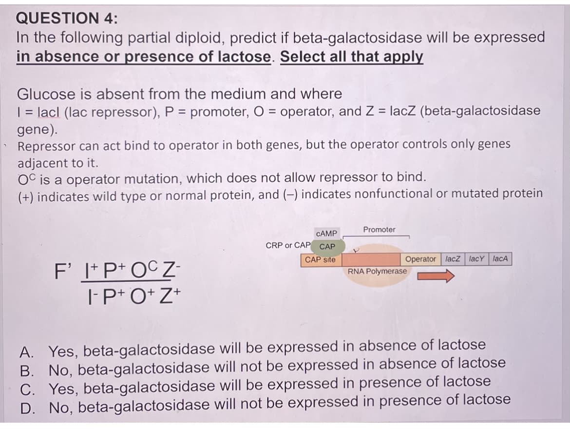 QUESTION 4:
In the following partial diploid, predict if beta-galactosidase will be expressed
in absence or presence of lactose. Select all that apply
Glucose is absent from the medium and where
| = lacl (lac repressor), P = promoter, O = operator, and Z = lacZ (beta-galactosidase
gene).
Repressor can act bind to operator in both genes, but the operator controls only genes
adjacent to it.
OC is a operator mutation, which does not allow repressor to bind.
(+) indicates wild type or normal protein, and (-) indicates nonfunctional or mutated protein
%3D
%3D
%3D
Promoter
CAMP
CRP or CAP
CAP
CAP site
Operator lacZ lacY lacA
F' I+P+ OCZ-
I-P+ O+ Z*
RNA Polymerase
A. Yes, beta-galactosidase will be expressed in absence of lactose
B. No, beta-galactosidase will not be expressed in absence of lactose
C. Yes, beta-galactosidase will be expressed in presence of lactose
D. No, beta-galactosidase will not be expressed in presence of lactose
