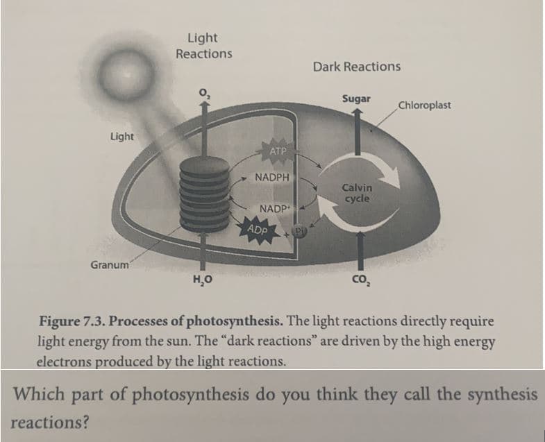 Light
Reactions
Dark Reactions
Sugar
Chloroplast
Light
ATP
NADPH
Calvin
cycle
NADP
ADP
Granum
H,0
co,
Figure 7.3. Processes of photosynthesis. The light reactions directly require
light energy from the sun. The "dark reactions" are driven by the high energy
electrons produced by the light reactions.
Which part
of photosynthesis do you think they call the synthesis
reactions?
