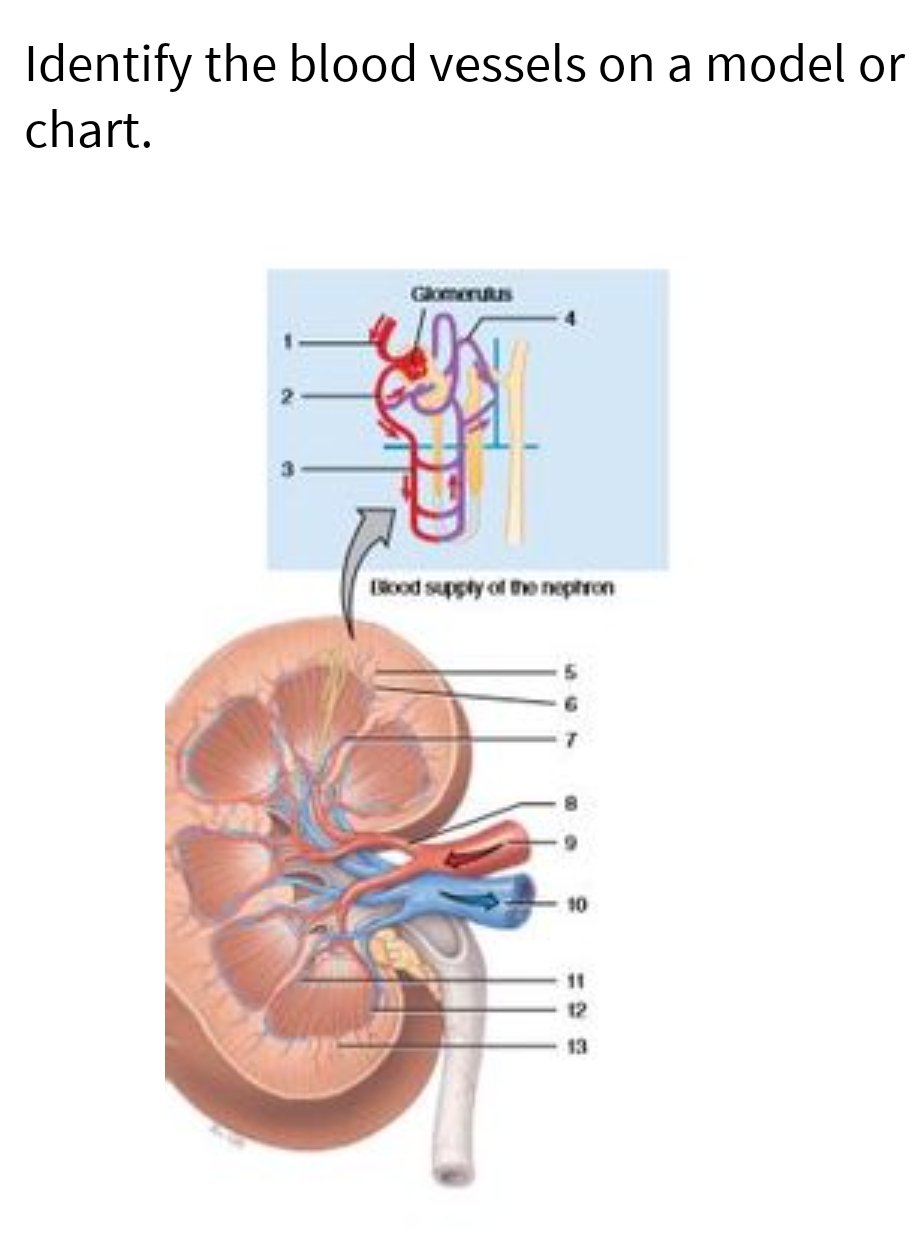 Identify the blood vessels on a model or
chart.
Glomerulus
Blood supply of the nephron
10
12
13