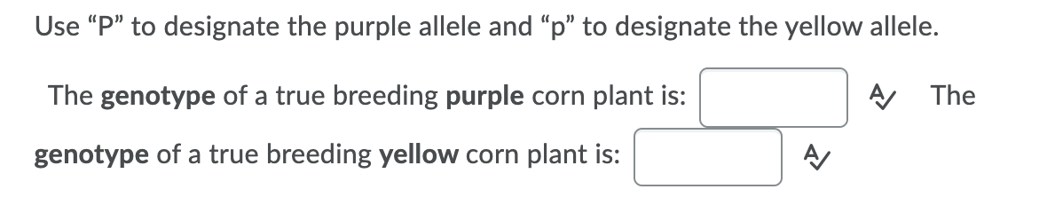Use "P" to designate the purple allele and "p" to designate the yellow allele.
The genotype of a true breeding purple corn plant is:
A The
genotype of a true breeding yellow corn plant is:
