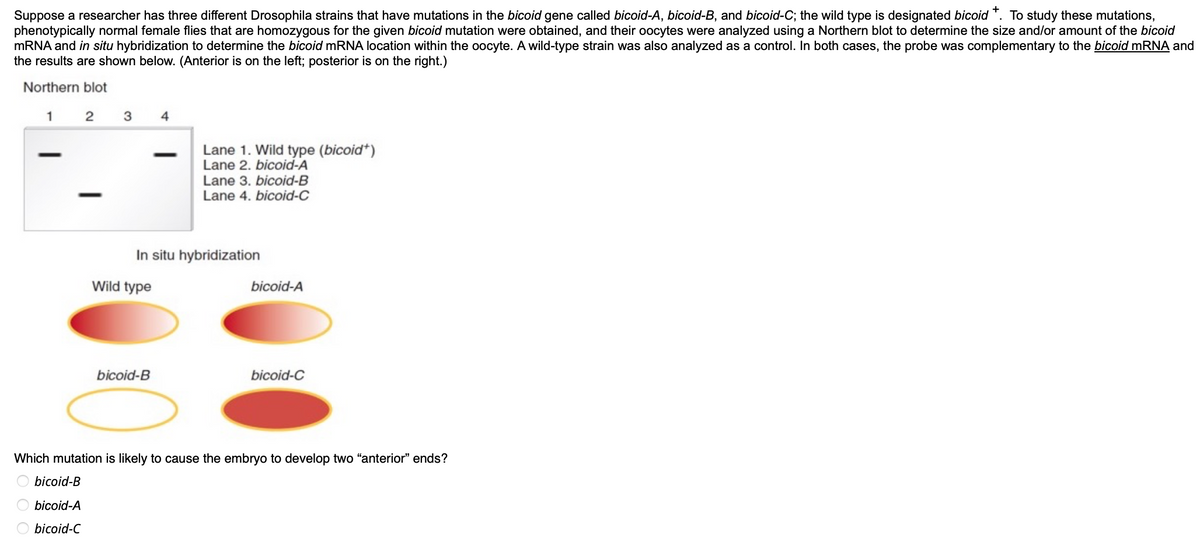 Suppose a researcher has three different Drosophila strains that have mutations in the bicoid gene called bicoid-A, bicoid-B, and bicoid-C; the wild type is designated bicoid +. To study these mutations,
phenotypically normal female flies that are homozygous for the given bicoid mutation were obtained, and their oocytes were analyzed using a Northern blot to determine the size and/or amount of the bicoid
mRNA and in situ hybridization to determine the bicoid mRNA location within the oocyte. A wild-type strain was also analyzed as a control. In both cases, the probe was complementary to the bicoid mRNA and
the results are shown below. (Anterior is on the left; posterior is on the right.)
Northern blot
1
2
-
3 4
In situ hybridization
Wild type
Lane 1. Wild type (bicoid*)
Lane 2. bicoid-A
Lane 3. bicoid-B
Lane 4. bicoid-C
bicoid-B
bicoid-A
bicoid-C
Which mutation is likely to cause the embryo to develop two "anterior" ends?
bicoid-B
Obicoid-A
bicoid-C
