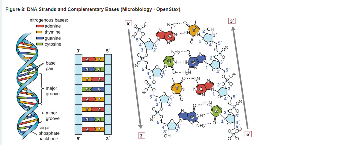 Figure 7: Dehydration Synthesis Forms a Nucleic Acid Strand. Left image created by Susan Tappen, 2018. Right image from Microbiology - OpenStax.
S
S
P
S
phosphodiester-
bond
-a-f-a-ç®
ester bond
ester bond
HN
-O-P-O-C5
ö
T ||
H
OH
-O-P-O
ő
CH
NH₂
OH
NH₂