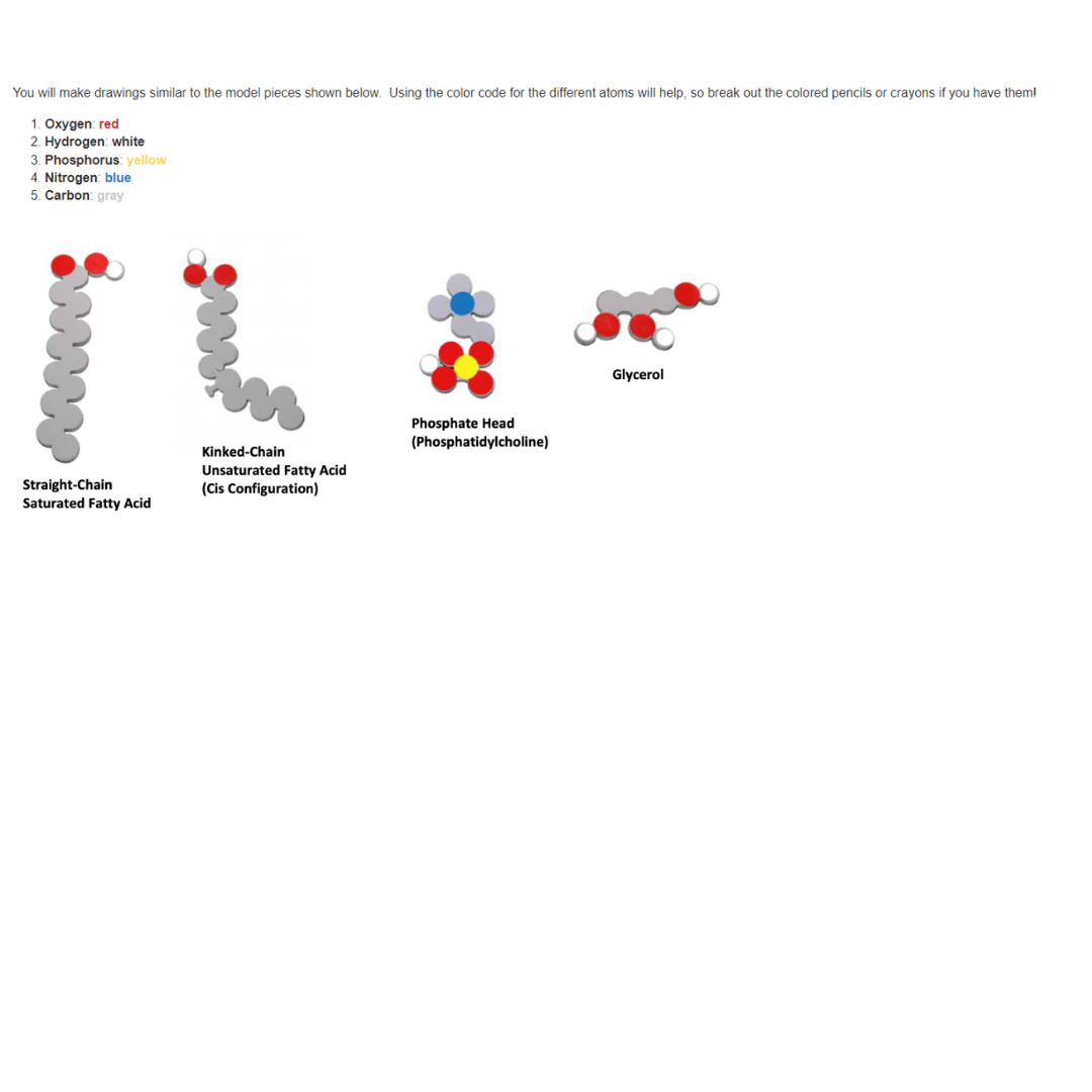 You will make drawings similar to the model pieces shown below. Using the color code for the different atoms will help, so break out the colored pencils or crayons if you have them!
1. Oxygen: red
2. Hydrogen: white
3. Phosphorus: yellow
4. Nitrogen: blue
5. Carbon: gray
Straight-Chain
Saturated Fatty Acid
Kinked-Chain
Unsaturated Fatty Acid
(Cis Configuration)
Phosphate Head
(Phosphatidylcholine)
Glycerol