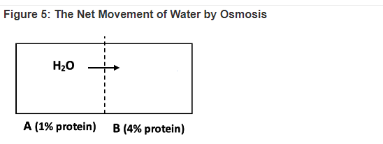 Figure 5: The Net Movement of Water by Osmosis
H₂O
A (1% protein) B (4% protein)