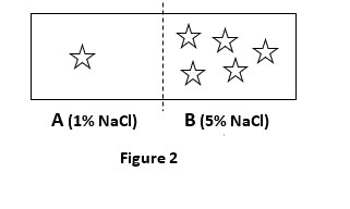 A (1% NaCl)
Figure 2
☆
B (5% NaCl)